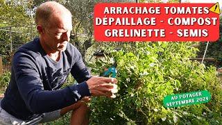 Semis après les tomates - potager 09/2024