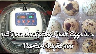 New Project: Incubating Quail Eggs with the Nurture Right 360