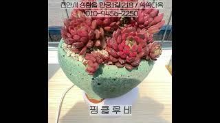 핑클루비, 흑장미, 펜테라 다육이 소개!#쑥쑥다육 #천안다육이키핑장#평택다육이키핑장#아산다육이키핑장#안성다육이키핑장#천안다육이#안성다육이#아산다육이#평택다육이#다육이#다육이키핑장