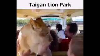 Taigan Lion Park ( leu )