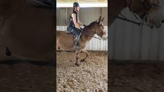 Trotting Mule - Round Yard Training