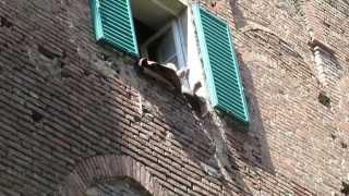 Piazzolla in Siena