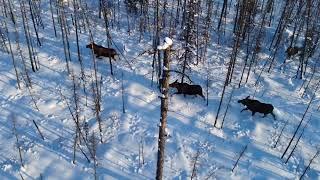 Охота и рыбалка в Эвенкии!!! Съемка группы взрослых лосей на квадрокоптер