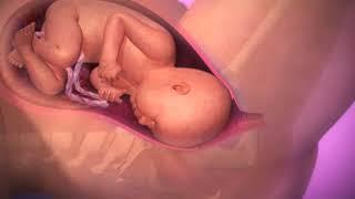 A gravidez por dentro - o parto normal - BabyCenter