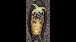 The metamorphosis of the Atlas beetle! (Beetle ASMR)