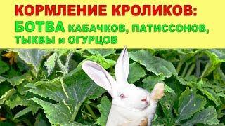 КОРМЛЕНИЕ КРОЛИКОВ: БОТВА КАБАЧКОВ, ПАТИССОНОВ, ТЫКВЫ И ОГУРЦА