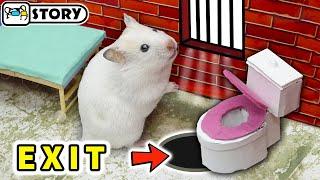  Hamster escape from prison  Hamster maze with traps  Homura Ham Pets