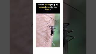 Mosquitoes CRAVE Blood Group O The Most!#shorts#fact#blood#science