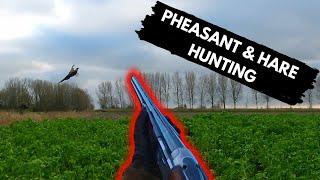 Walk-up hunting with a mixed bag as result - Hunting duck,hare and pheasant in Belgium