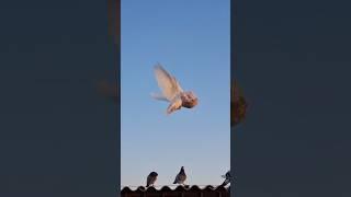 Balon güvercini #pigeon #birds #music #güvercin