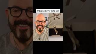 This is BRILLIANT! #cats #catvideos