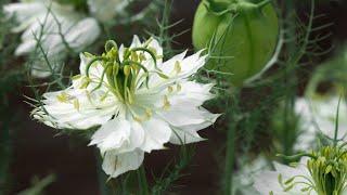 How to collect Nigella Seeds | An Autumn garden job