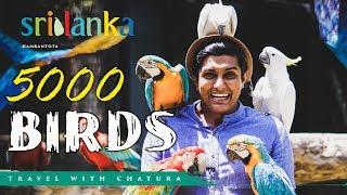 South Asia's Largest Bird Paradise -Traval with Chatura (Vlog 212) [EN Sub]