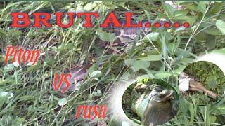 pertarungan paling BRUTAL..piton VS rusa (@tukang sembarang channel)