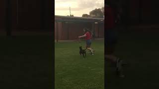 German Pinscher training.