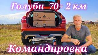 Голуби 70 + командировка 2км