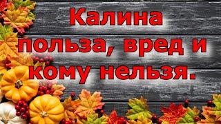 Польза и вред калины . Кому можно и кому нельзя ее употреблять.