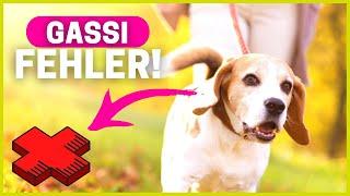 Top 5 Fehler beim Gassi gehen, die 90% aller Halter machen...