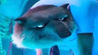 Hotel Transylvania 4 But its Wayne the Wolf being the Goodest Boi for about 2 minutes and 30 Seconds