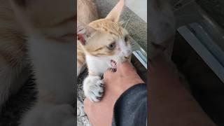 Playing with Stray Cats 