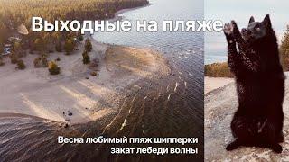 Шипперке Балто на любимом пляже/Schipperke Balto at the beach of lake Ladoga