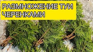 Размножение туи черенками #туя #черенкование #садовыедела #черенки #сад #дача