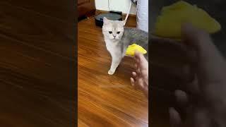 #cat #funny #happycats #catmemes #music #memes #trending #trendingshorts #new #reels