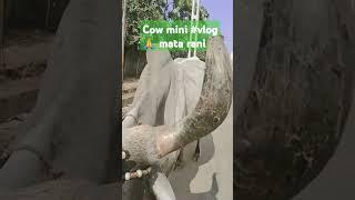 Jay Jay Mata rani #cow mini #vlog