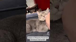 Диван в Обороне: Кошачий Батальон Наступает