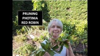 PRUNING PHOTINIA RED ROBIN