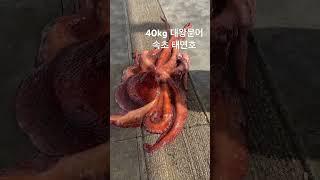 #octopus #대왕문어 #피문어  #대문어