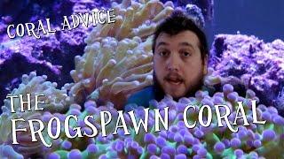 Coral Advice - The Frogspawn Coral