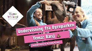 Undervisning fra Dyreparken: Bæsj! 