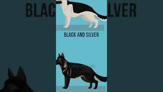 All types of German Shepherd and all colors #dog #german #viral#shorts