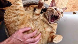 Hilarious CATS that Radiate Extremely Chaotic Energy Funny Pet Videos