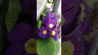 Flower challenge #flower #spring