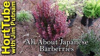 All About Japanese Barberries