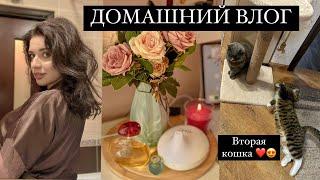 Алиса уехала. Мамские переживания. "Одинокая" кошатница. Приучаю к экономии. Домашний влог