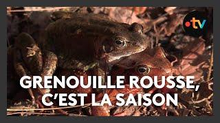 Grenouille rousse : une filière qui se porte bien en Bourgogne-Franche-Comté