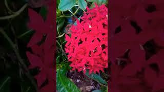 axzora plant #short #mygarden #plantcare please subscribe channel 