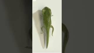 formation of tadpole into frog  . awesome video