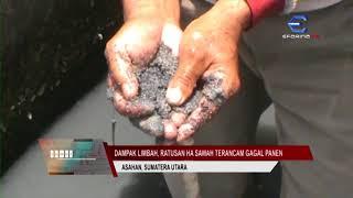 EFARINA TV - DAMPAK LIMBAH, RATUSAN HA SAWAH TERANCAM GAGAL PANEN