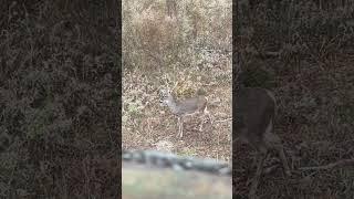 Future reindeer! #rudolph #whitetailbuck #wildlife #christmas #buckfever #trophybuck