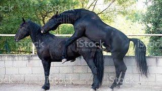   Horse Mating New Video ll Rare Wild Activity ll Horse Breeding video