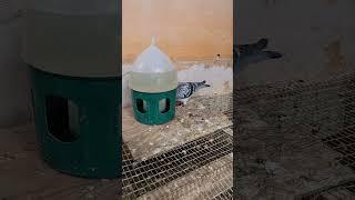 1st landed bird of Golden eye loft from RACE 262 KM. RACING PIGEON