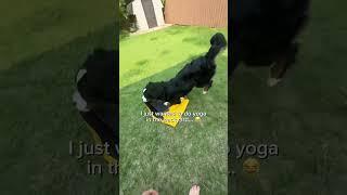 Can’t have nice things with dogs ‍️ #funnydog #cutedog #bernesemountaindog #bernese