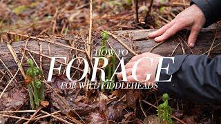 Foraging for Wild Fiddleheads with Chef Shawn Adler