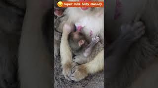 Tiny Miracle: The Unbreakable Bond of a Baby Monkey and Milk ️　 #monkey #babymonkey #snowmonkey
