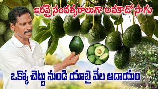 తెలుగు రాష్ట్రాల్లో మొట్టమొదటి అవకాడో రైతు | First Avocado Farmer in Telugu States | AgriTech Telugu