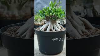 Desert Rose. Ornamental plant hobby. Adenium. Bonsai. houseplant. #adenium #plants